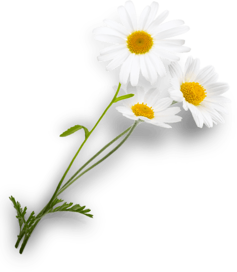 Daisies